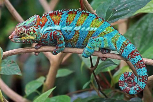 caméléon animal de compagnie