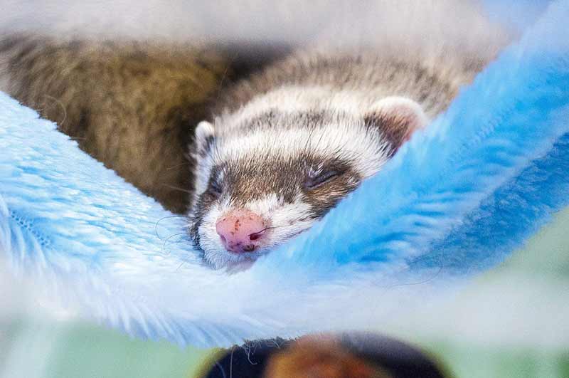 furet faible et léthargique est ce grave ?