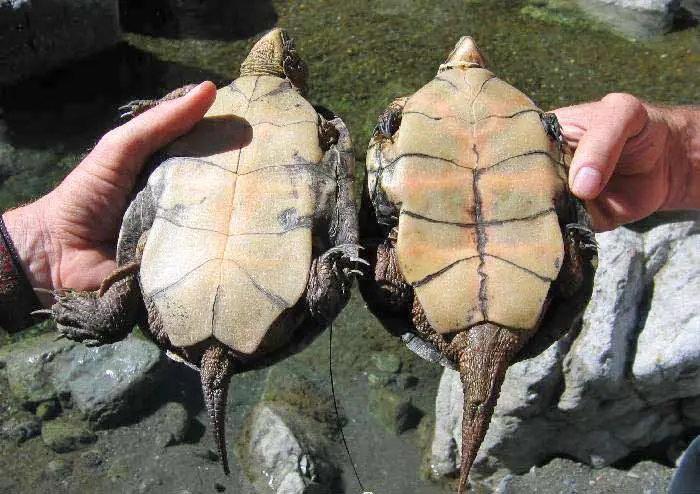 tortue male ou femelle comment savoir