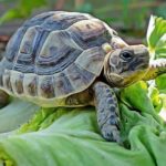 Voici comment préparer l'habitat d'une tortue terrestre
