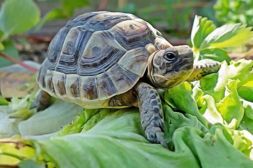 préparer l'arrivée d'une tortue terrestre chez soi