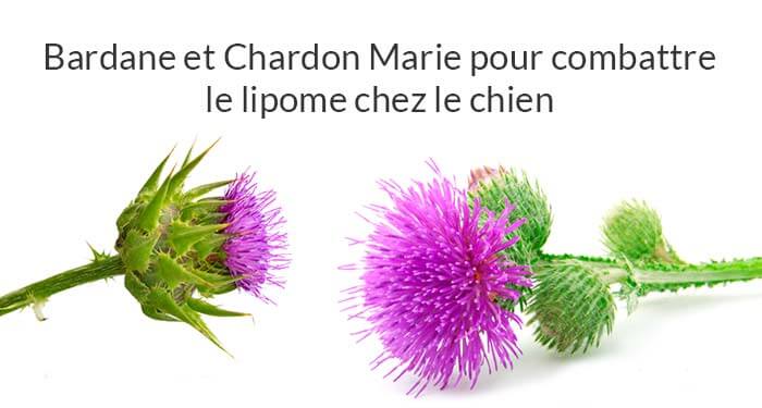 bardane et chardon marie pour combattre le lipome chez le chien