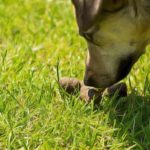 Coprophagie : Mon chien mange les crottes, que faire ?