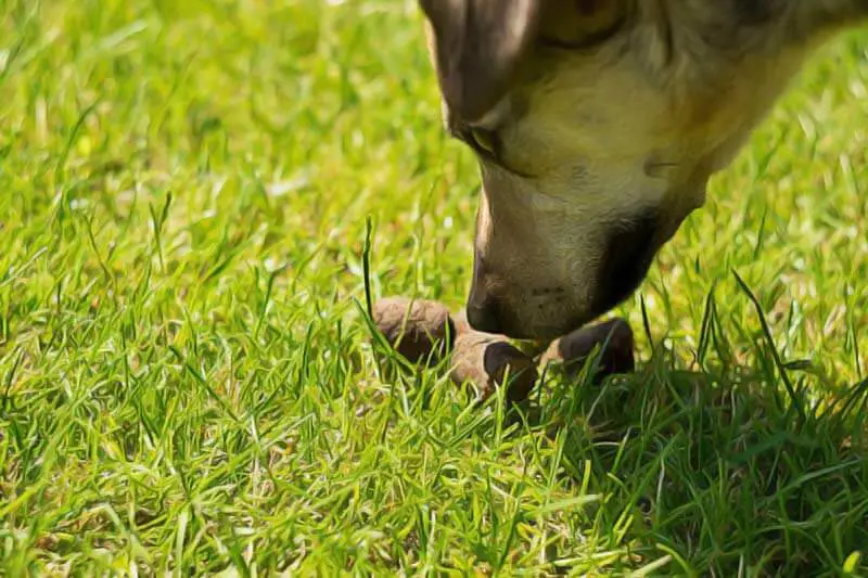 coprophagie chien mange ses crottes