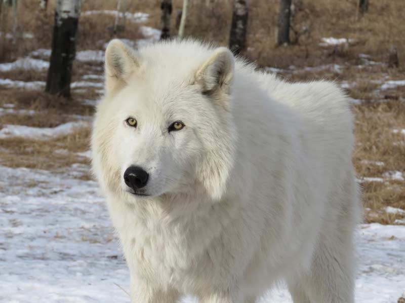 coprophagie et instinct du loup