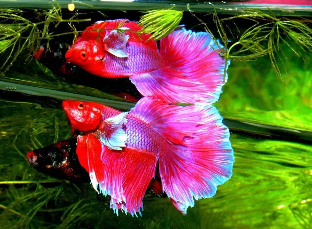 poisson combattant agressif