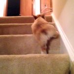 Comment apprendre à un chiot à monter les escaliers étape par étape