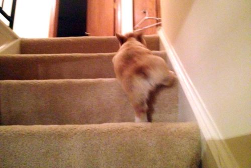 apprendre chiot à monter les escaliers