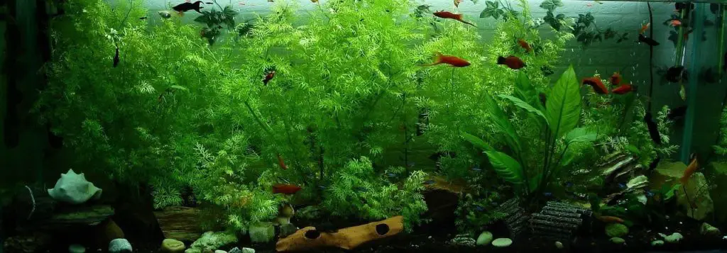 Un bel aquarium bien choisi en fonction des poissons