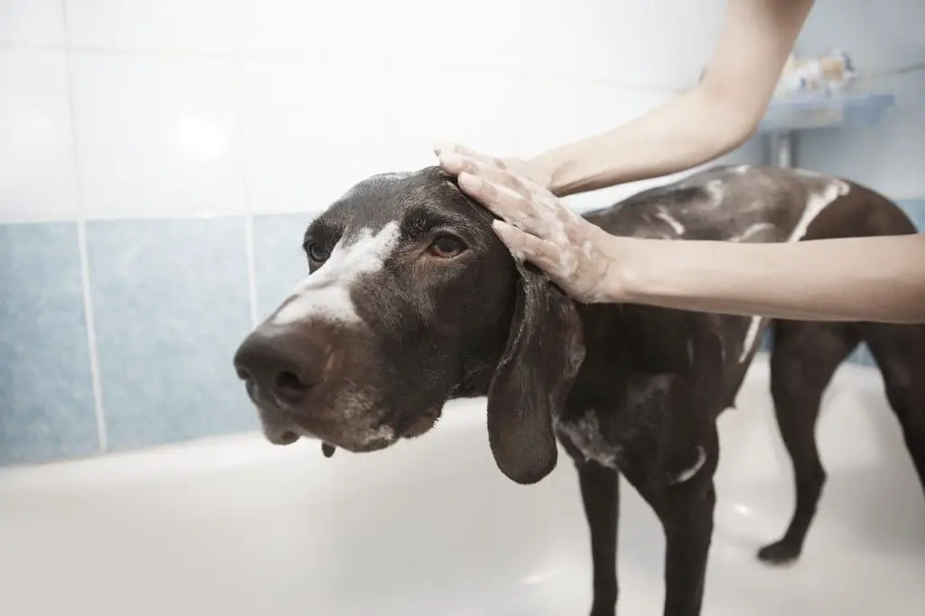 Chien qui prends son bain