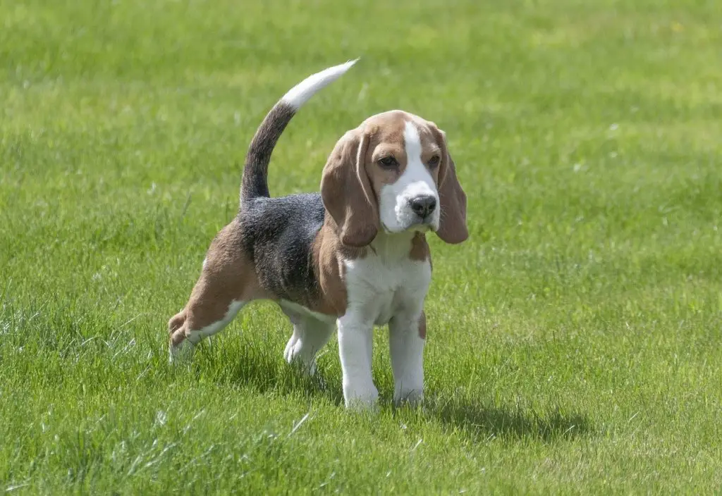 Le chien Beagle se gratte dans le champ de fleurs sauvages.