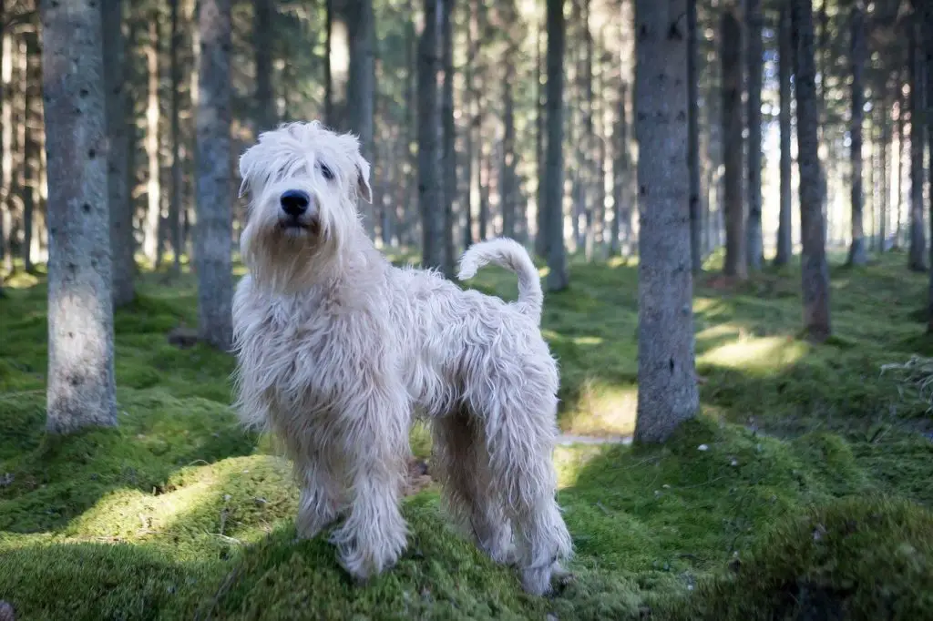 Chien en pleine forme avec des compléments alimentaires