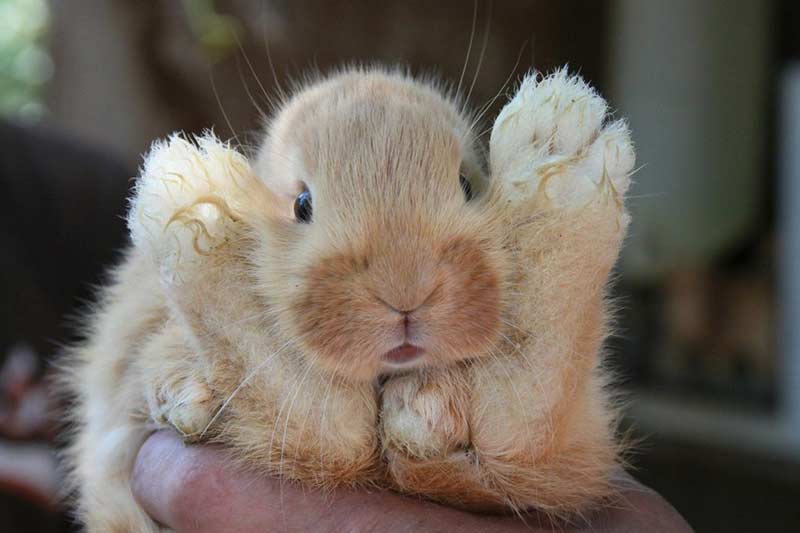 bébé lapin tout mignon