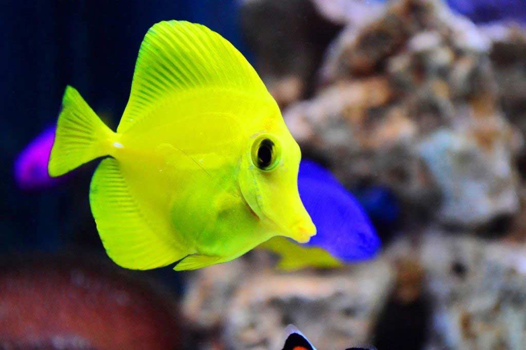 bébé poisson d'aquarium