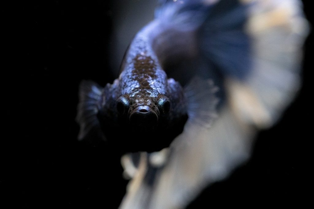 calmer un poisson agressif