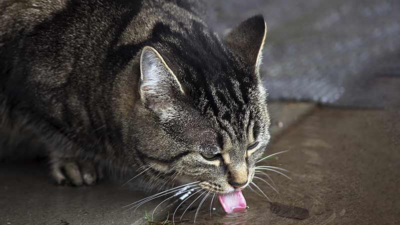 chat qui boit de l'eau de pluie