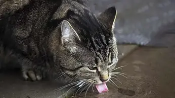 Combien De Temps Un Chat Peut Il Rester Sans Eau Avant De Se Deshydrater Remedes Naturels Pour Animaux