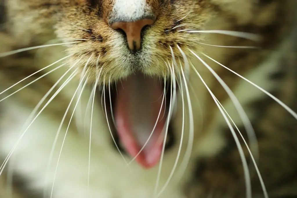 chat qui ne cesse de miauler jour et nuit : que faire pour lutter contre les miaulements nocturnes du chat