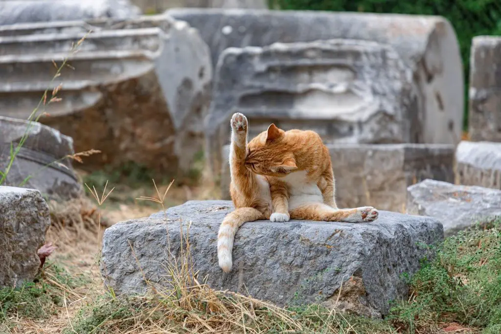 chat qui se gratte énormément et perd ses poils