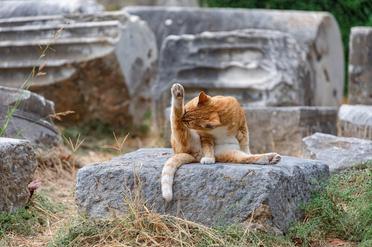Mon Chat Perd Ses Poils Anormalement Que Faire En Cas De Pelade Du Chat Remedes Naturels Pour Animaux