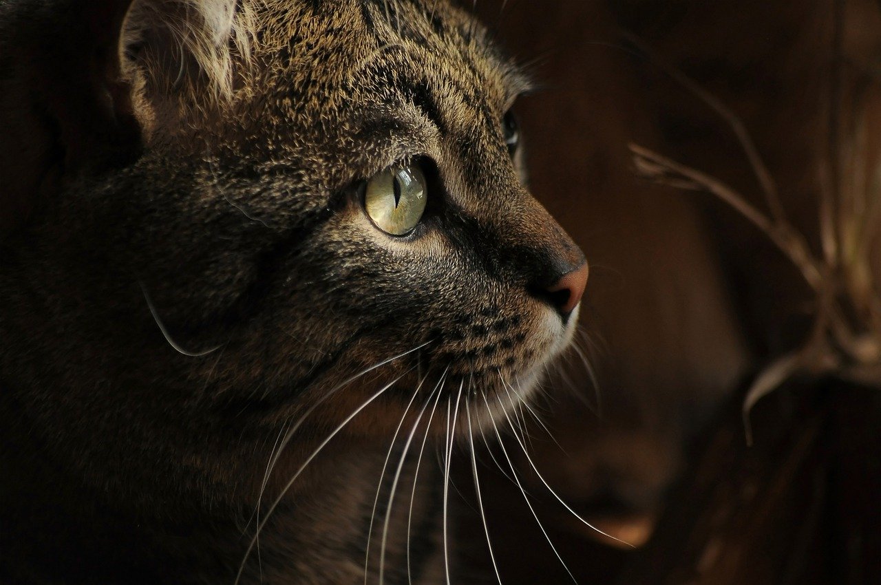 Problemes Digestifs Du Chat Comment Traiter Naturellement Remedes Naturels Pour Animaux