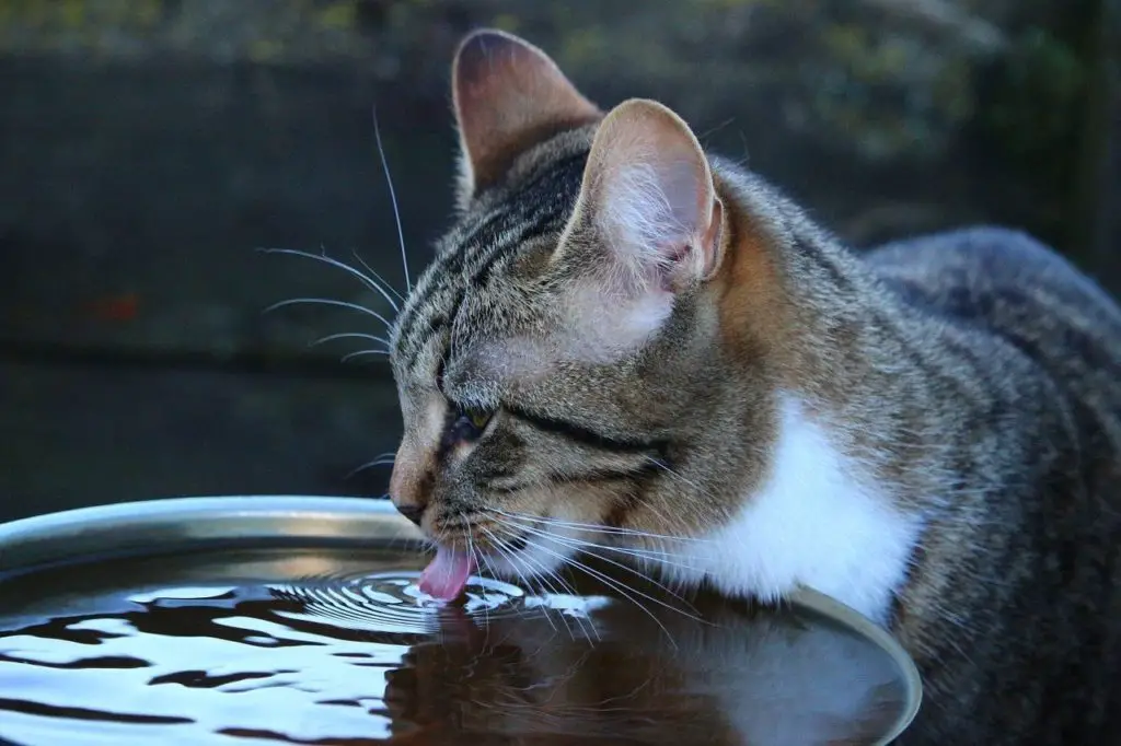 Chat constipé donner de l'eau fraiche toujours disponible