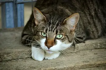 Traiter Naturellement L Insuffisance Renale Chez Le Chat Remedes Naturels Pour Animaux