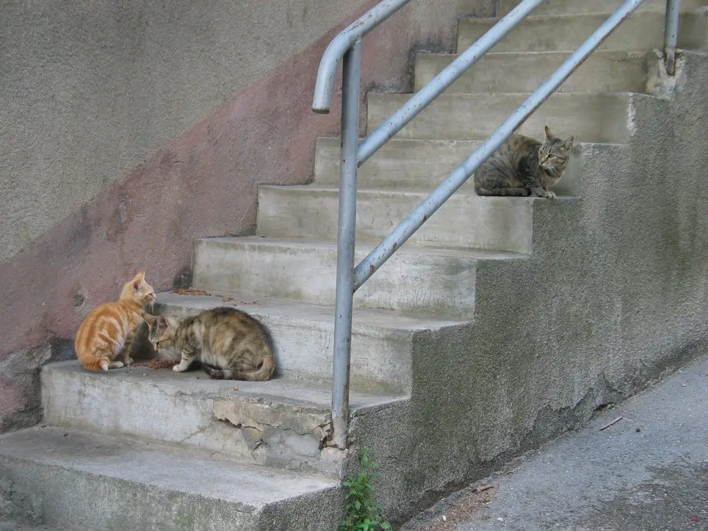 un chat de gouttière est plus enclin à contracter un abcès comment soigner