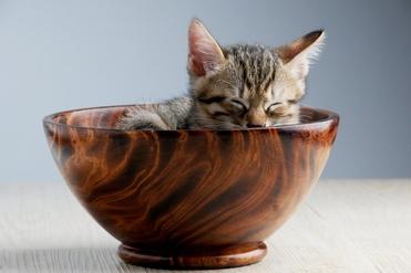 Chat Atteint De Deshydratation Comment Reagir Remedes Naturels Pour Animaux