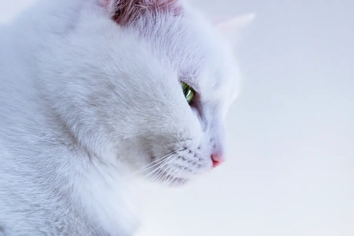 Mon Chat Perd Ses Poils Anormalement Que Faire En Cas De Pelade Du Chat Remedes Naturels Pour Animaux