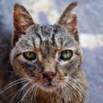 Virus du coryza du chat : Comment traiter et quels sont les risques de la maladie