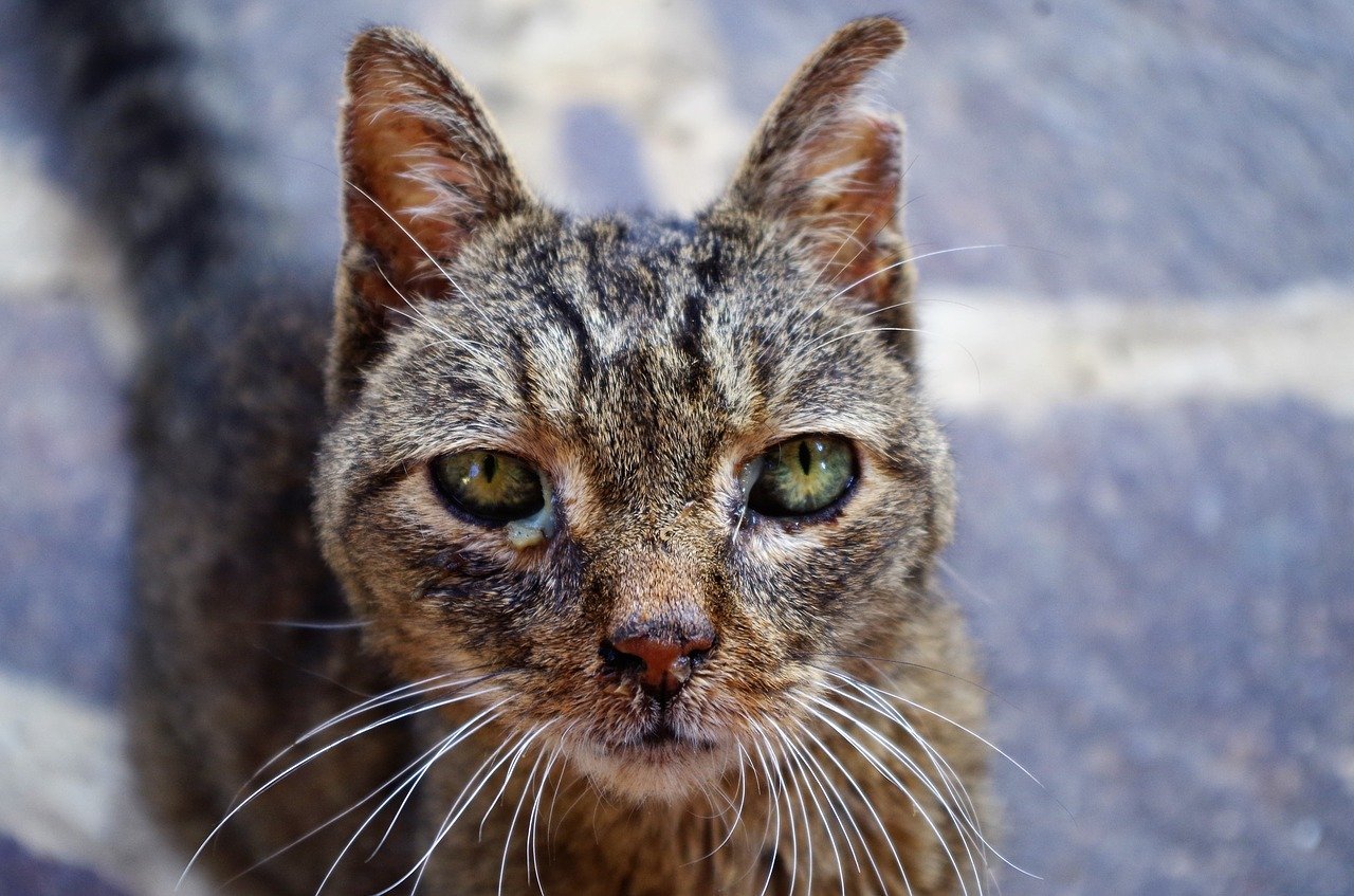 Virus Du Coryza Du Chat Comment Traiter Quels Sont Les Risques De La Maladie Remedes Naturels Pour Animaux