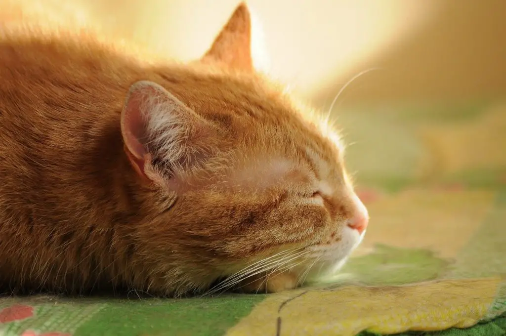 Chat, Tranquille pas stressé qui dort