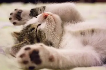 Constipation Du Chat Les Traitements Naturels Qui Marchent Remedes Naturels Pour Animaux