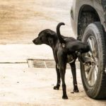 Comportement : Pourquoi les chiens urinent-ils sur les pneus de voiture ?