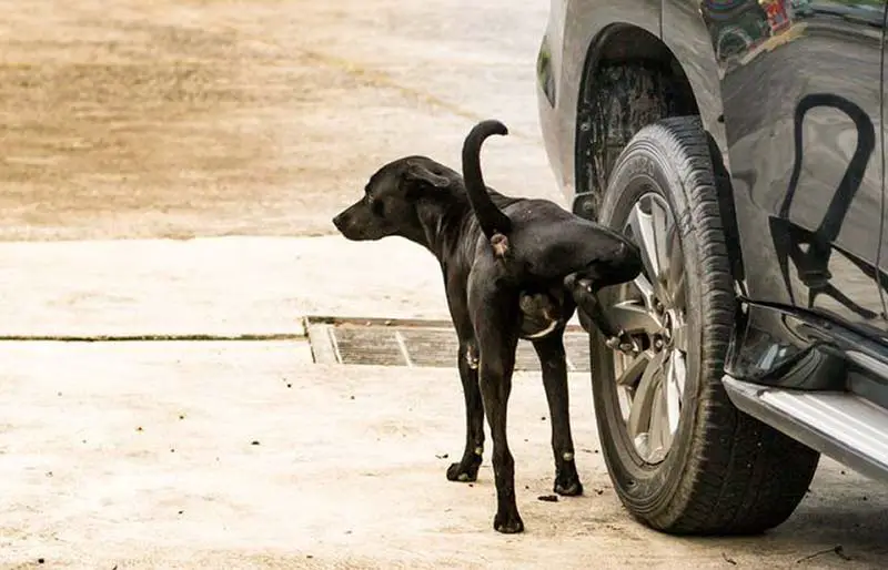 chien qui pisse sur pneu pourquoi