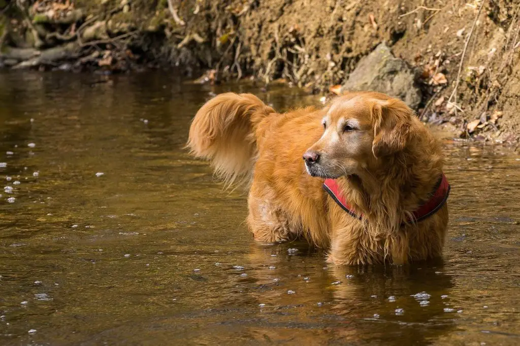 vieux chien qui marche dans l'eau pour faire du sport