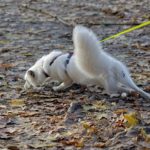 Mon chien tire sur sa laisse pour renifler tout ce qu'il trouve, que faire avec ce comportement