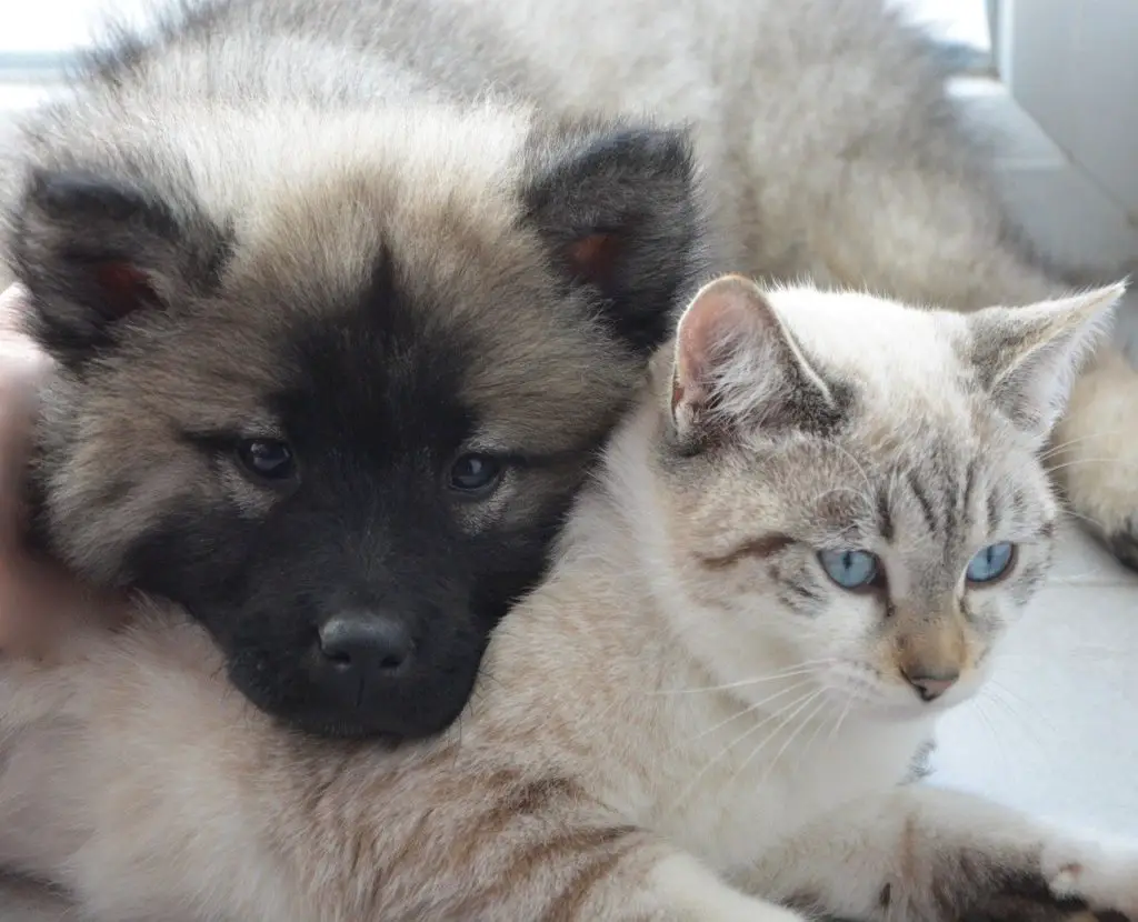 chien et chat beau poil