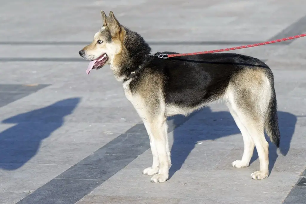 laisse tendue veut dire stop pour le chien