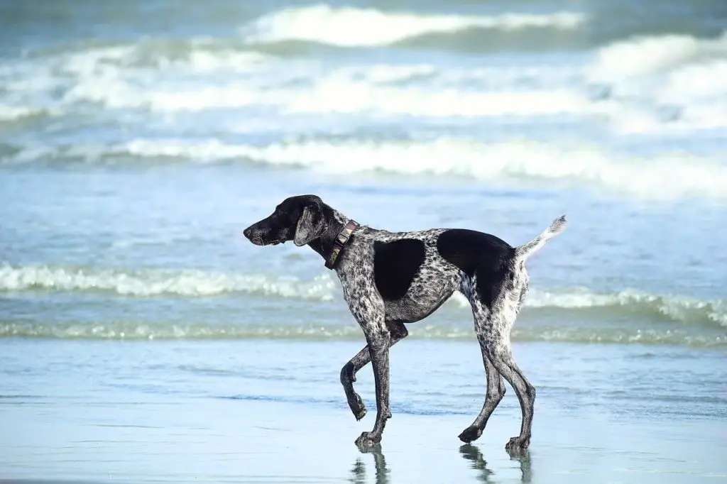 Chien qui respire le plein air pour sa santé immunitaire