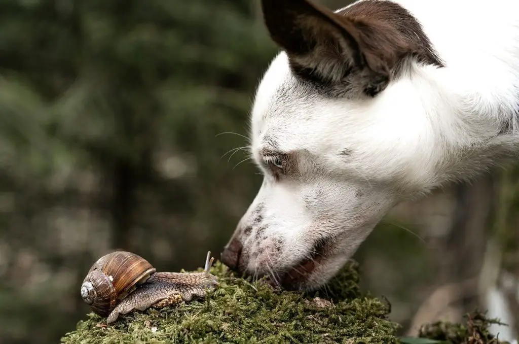 Chien qui renifle et fait des découvertes, principe de premack