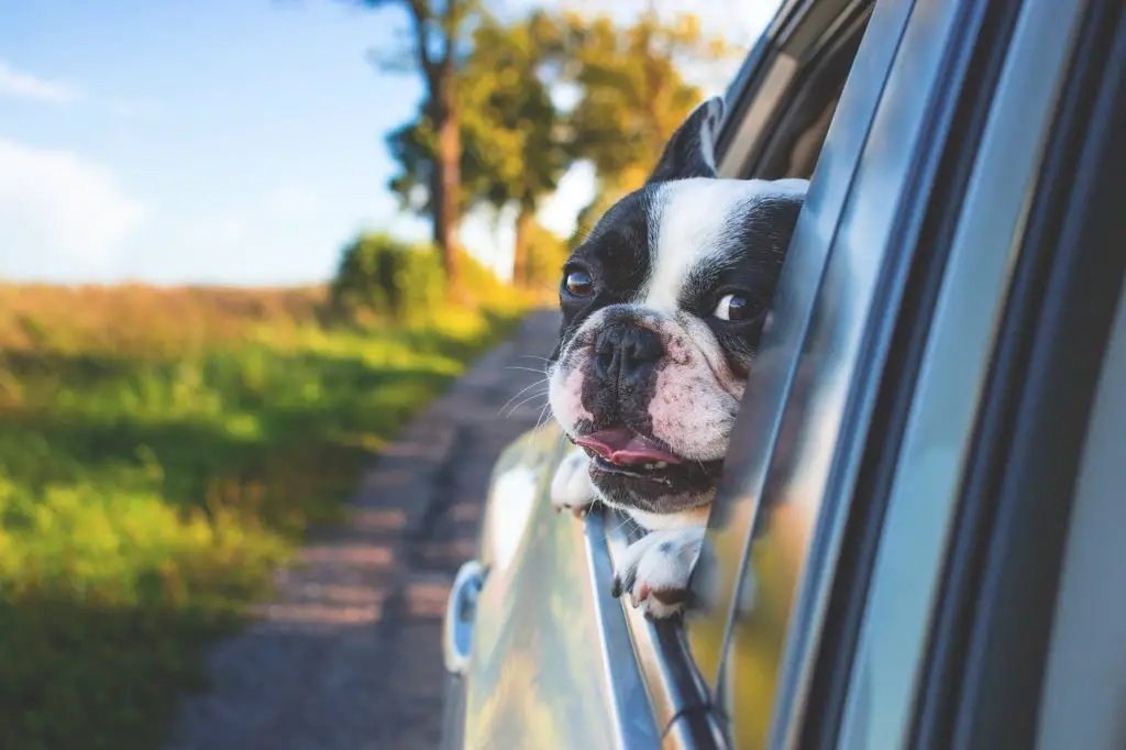 habituer mon chien à prendre la voiture sans être malade