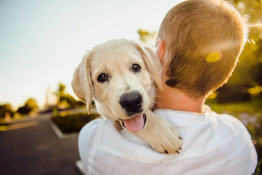 Pourquoi l'haleine de chiot sens bon