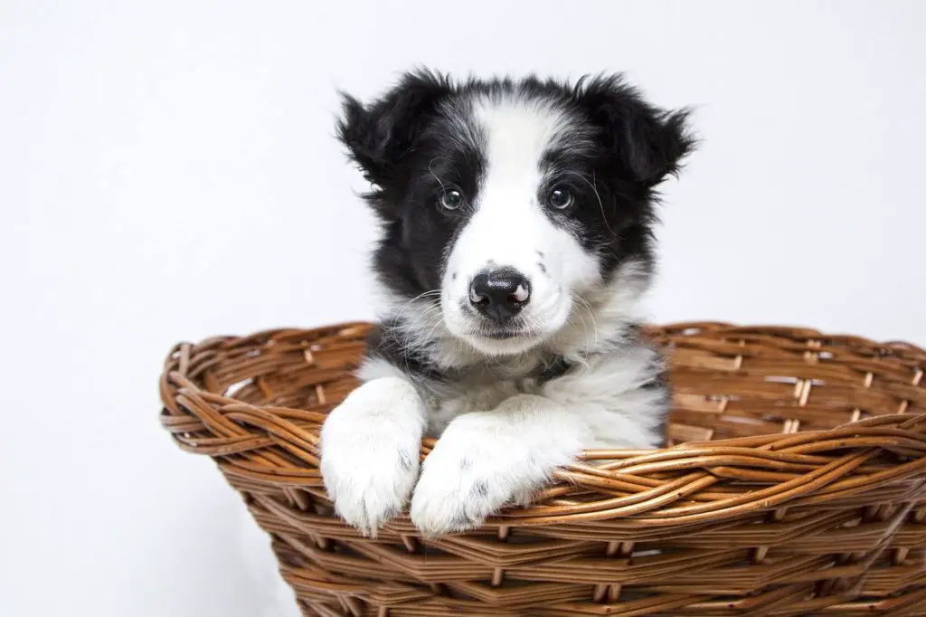 chiot qui pue de la gueule