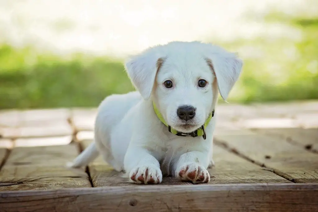 Chiot qui a du mal à monter un escalier