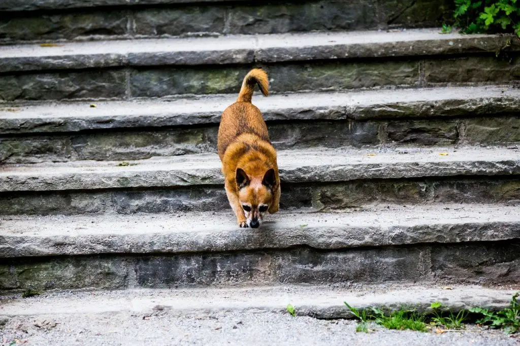 Comment apprendre à votre chiot à monter les escaliers Apprenez comment apprendre à votre chiot à monter les escaliers dans ce guide d'expert.