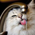 Combien de temps un chat peut-il rester sans eau avant de se déshydrater