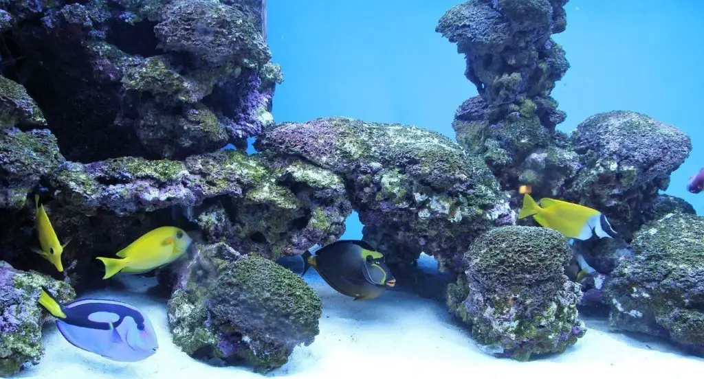 ajoutez des cachettes dans l'aquarium