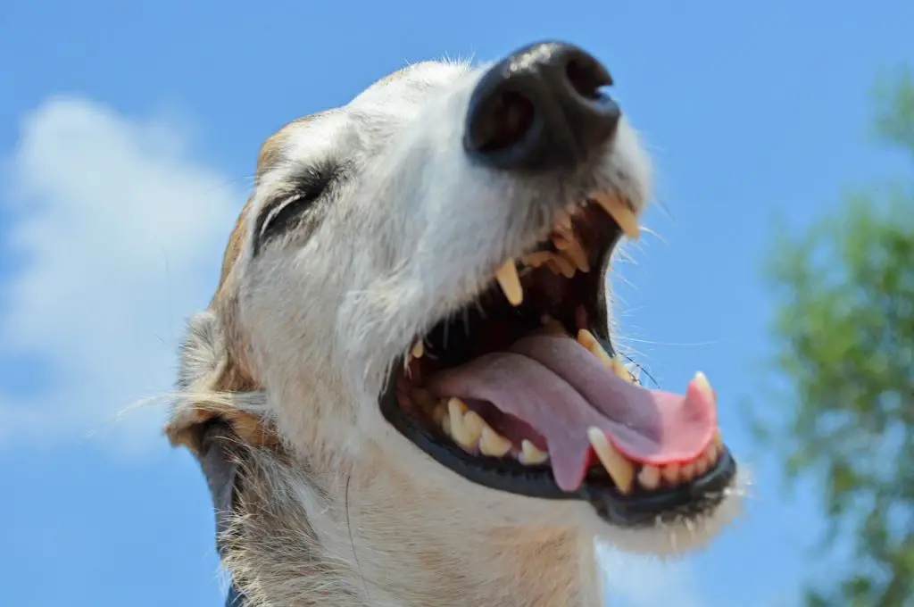 mesurer temps de recharge capillaire en testant les gencives du chien